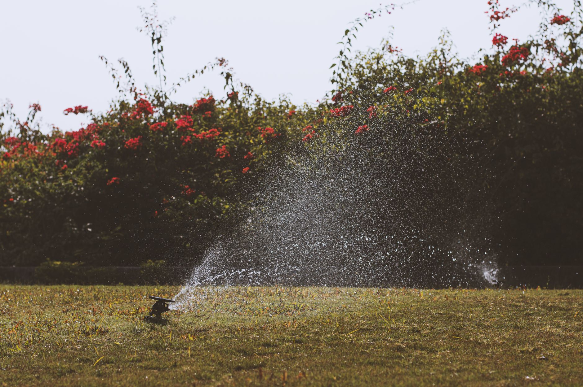 A sprinkler watering a lawn in front of a flowering hedge
