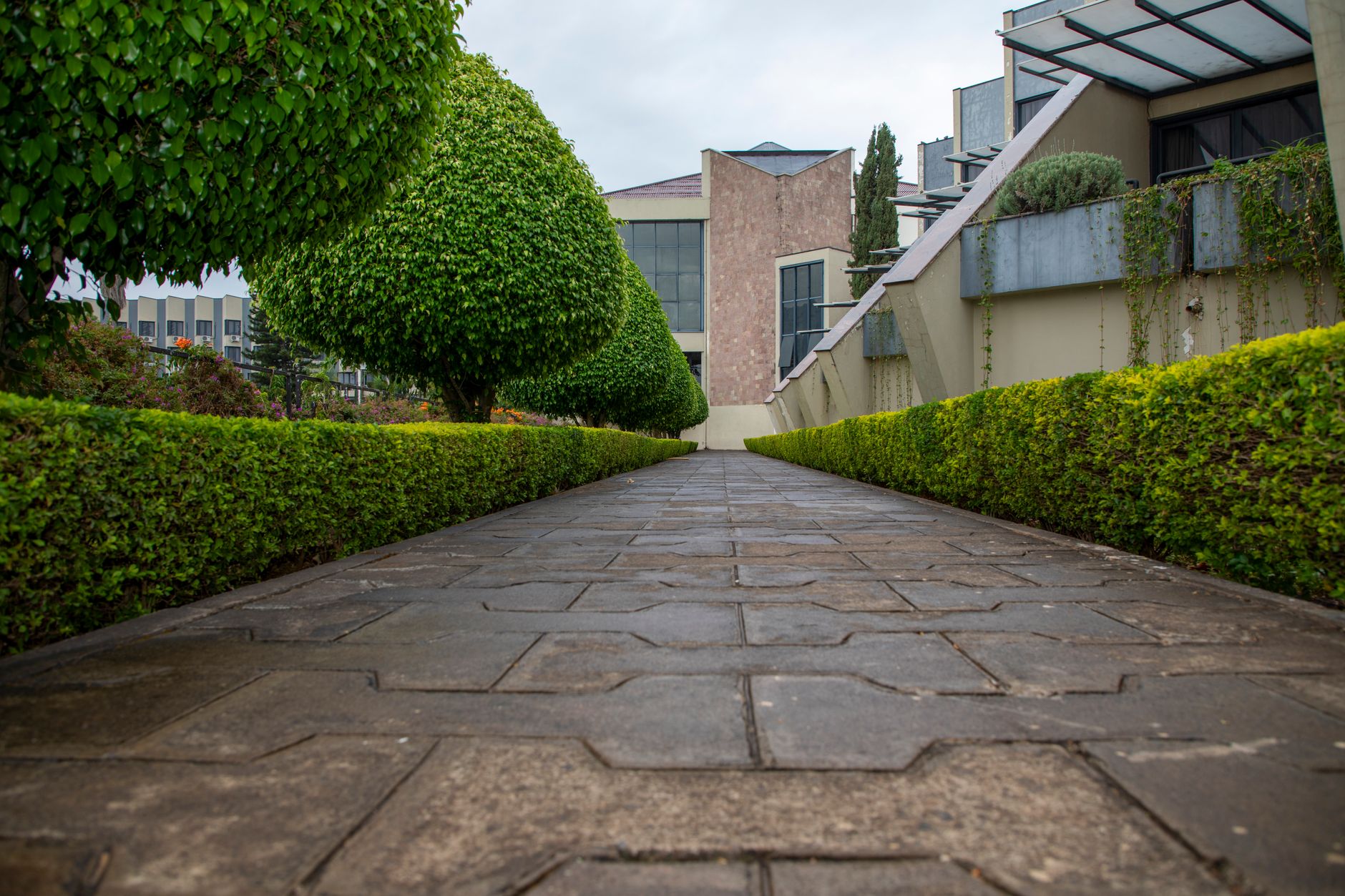 A paved path between clipped hedges leading to a building entrance